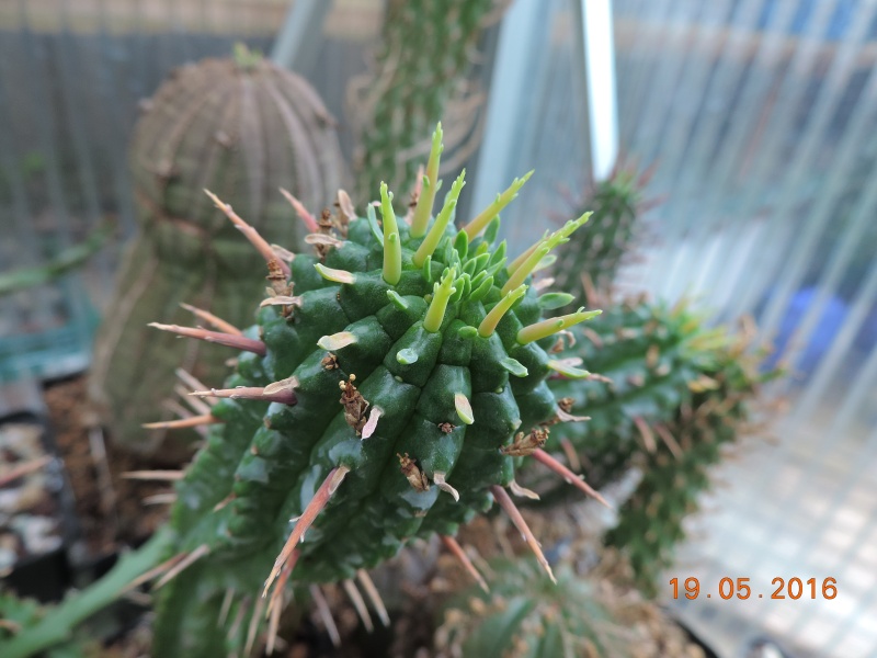 Cacti and Sukkulent in Köln, every day new flowers in the greenhouse Part 144 Bild_700