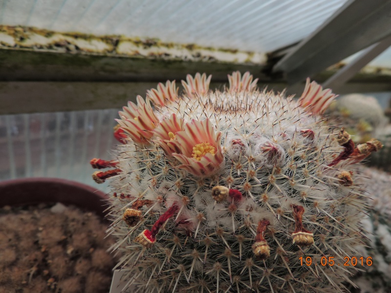 Cacti and Sukkulent in Köln, every day new flowers in the greenhouse Part 144 Bild_703