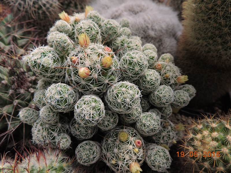 Cacti and Sukkulent in Köln, every day new flowers in the greenhouse Part 144 Bild_712