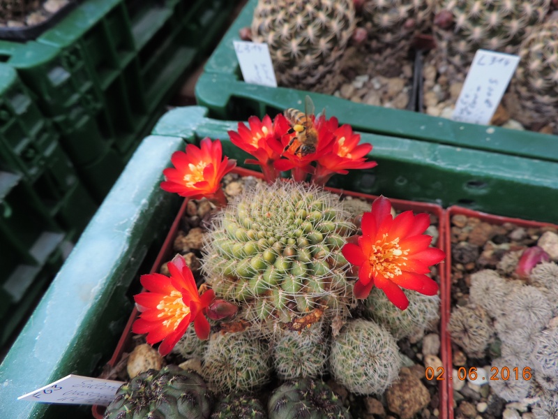 Cacti and Sukkulent in Köln, every day new flowers in the greenhouse Part 144 Bild_785