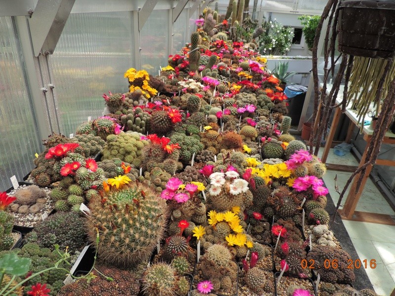 Cacti and Sukkulent in Köln, every day new flowers in the greenhouse Part 144 Bild_786