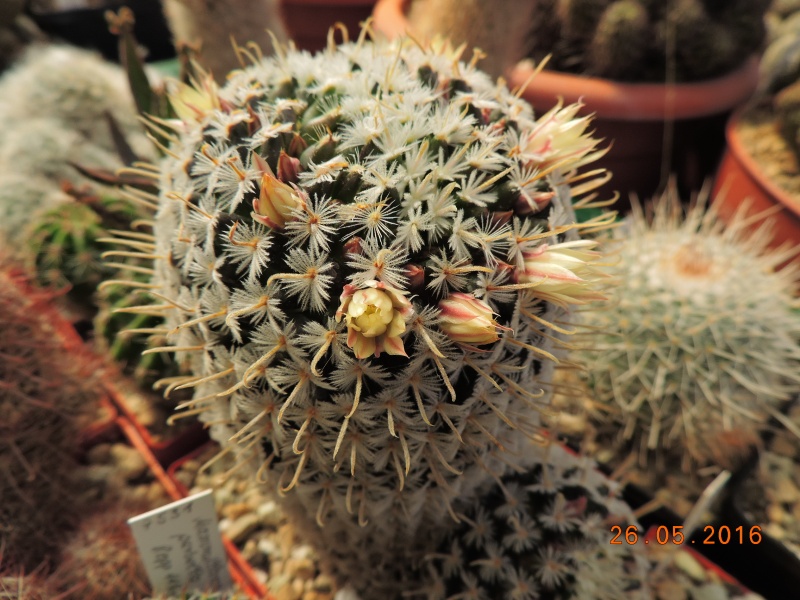 Cacti and Sukkulent in Köln, every day new flowers in the greenhouse Part 145 Bild_807