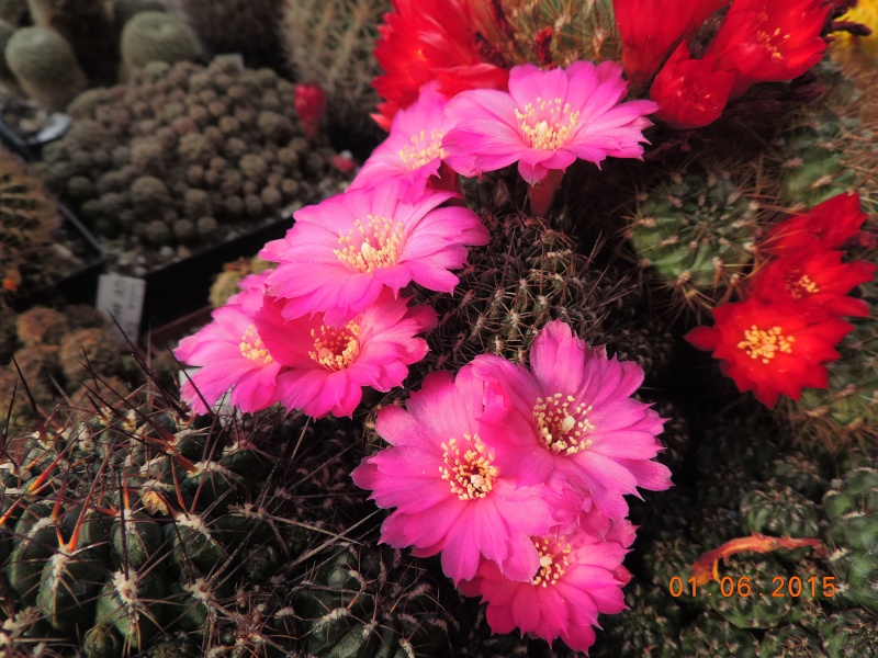 Cacti and Sukkulent in Köln, every day new flowers in the greenhouse Part 139 Bild_910