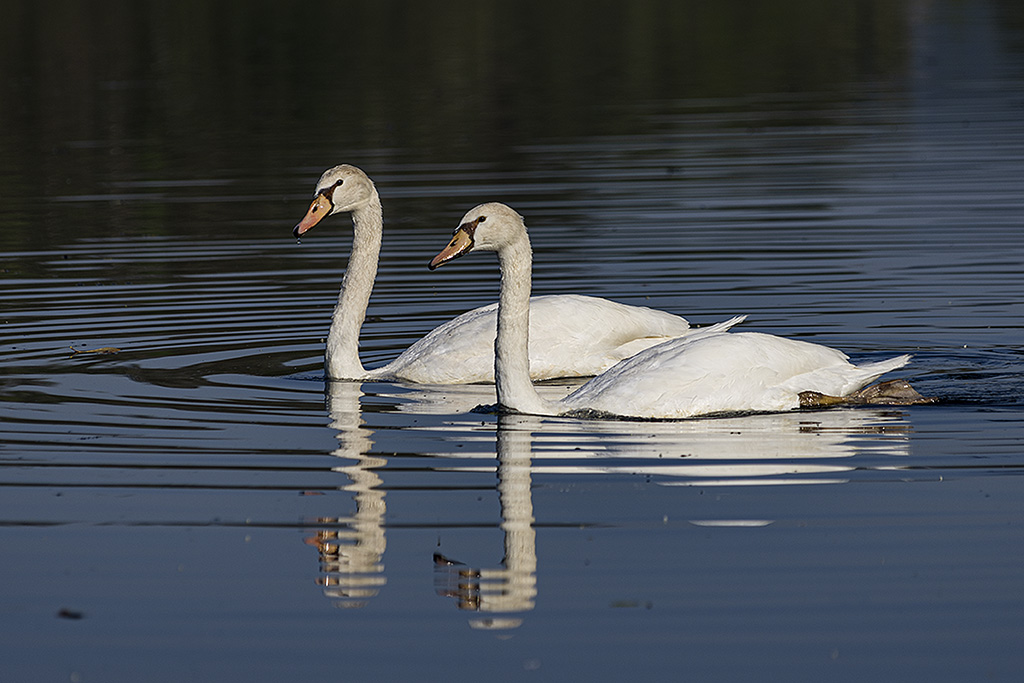 Cygnes _fot0042