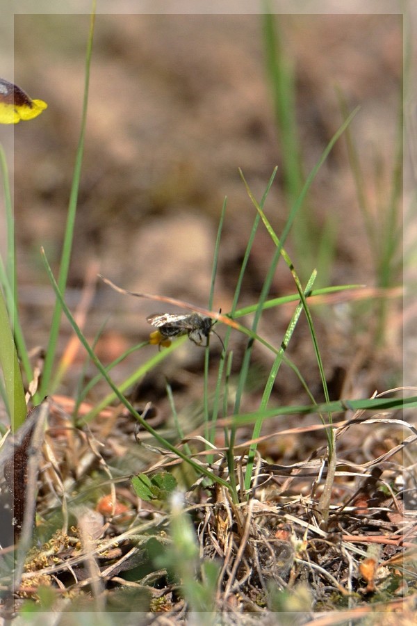 Abeille et lutea (Marseille) 2016-539