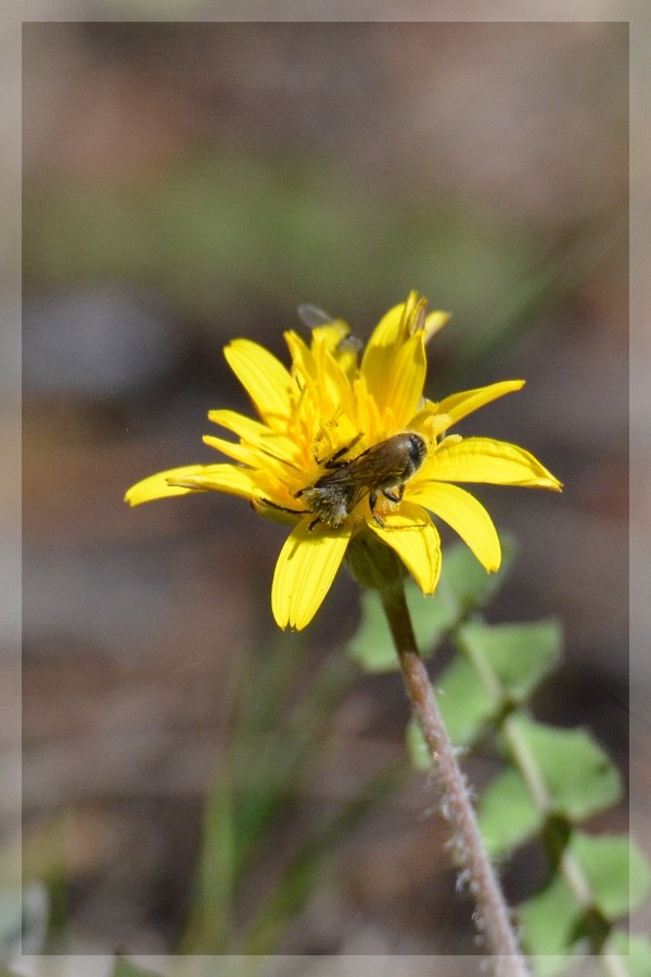 Abeille et lutea (Marseille) 2016-542