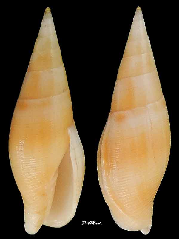 Nebularia ancillides (Broderip, 1836)  Mitra-11