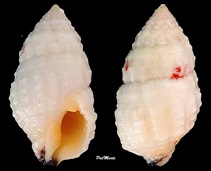 Peristernia chlorostoma (G. B. Sowerby I, 1825) cf. Perist10