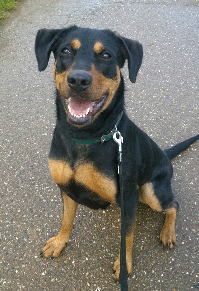 Lyly, x beauceron née en 2014 SLPA Amance 13mai114