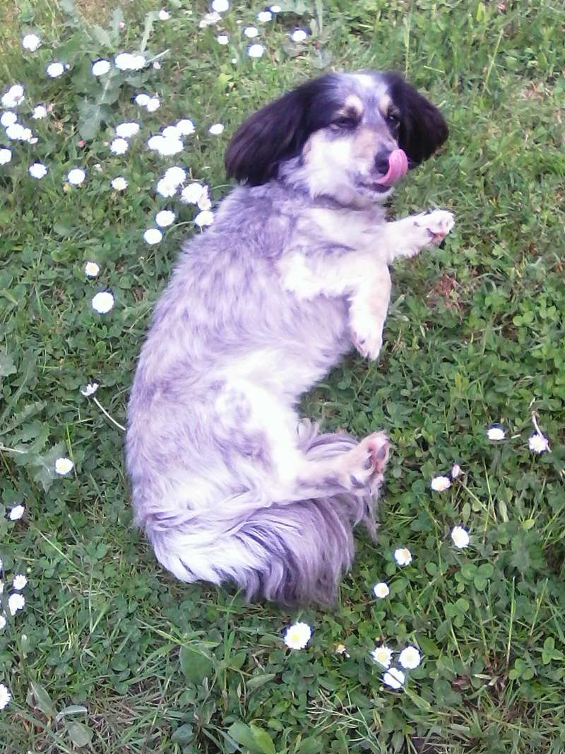 fiona croisée petite chien née le 27 juin 2010 Img00610