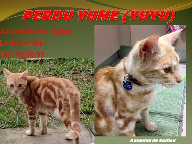 PERDU YUME chat roux, collier avc médaille à la Vallée des Colons le 31/03/2016 20160413