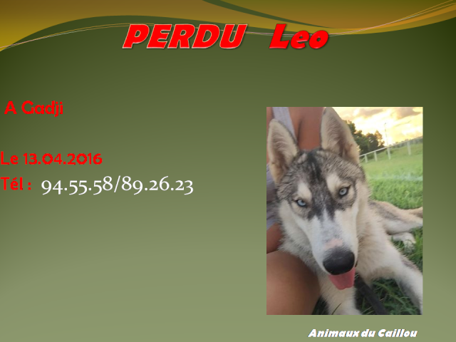 PERDU LEO husky gris et blanc yeux bleus clairs à Gadji le 12/04/2016 20160425