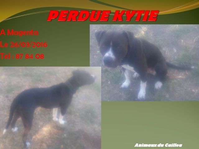 PERDUE KYTIE croisée pitbull marron / noire avec poitrail chaussettes blanches à Magenta le 26/03/2016 20160450