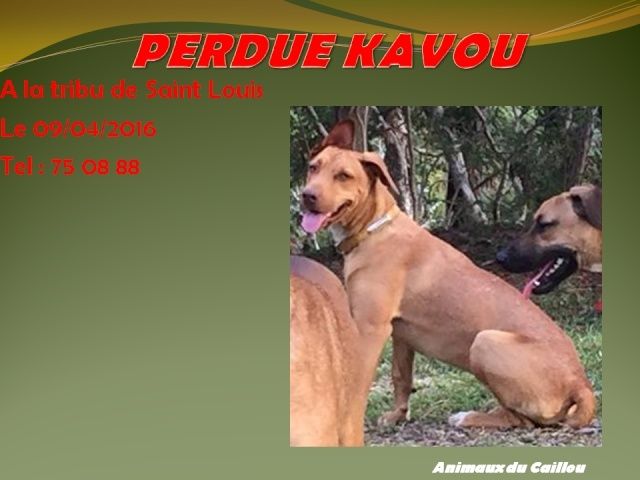 PERDUE KAVOU chienne croisée pitbull couleur fauve, pas de collier, à la tribu de Saint Louis le 09/04/2016 20160472