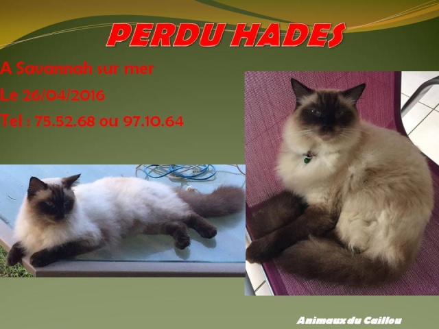 PERDU HADES ragdoll collier vert à Savannah sur Mer le 26/04/2016 20160511