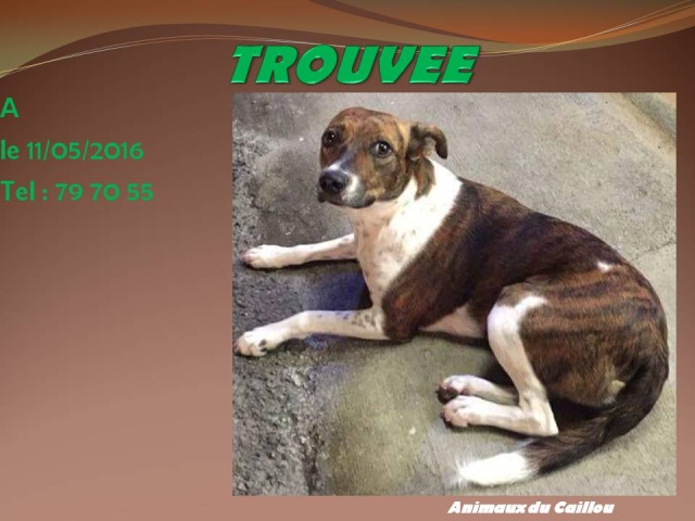 TROUVEE chienne bringée et blanche le 11/05/2016 20160544