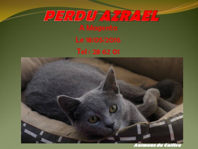 PERDU AZRAEL chat gris souris à Magenta le 18/05/2016 20160572