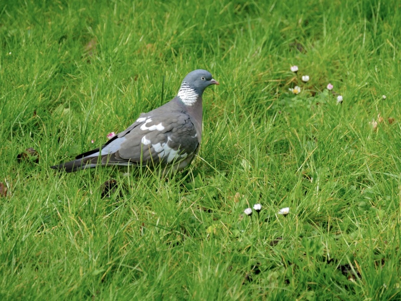 pigeon ramier aberrant  P1050511