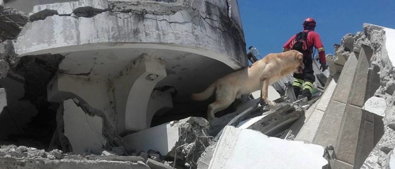 Cão morre após salvar vítimas de terremoto no Equador Naom_510