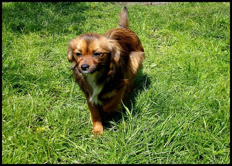 SARBANE (ex SARBACANE) mâle, petite taille né juillet 2015 (Pascani) - adopté par Peggy (dpt51) Dsc05019