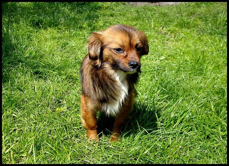 SARBANE (ex SARBACANE) mâle, petite taille né juillet 2015 (Pascani) - adopté par Peggy (dpt51) Dsc05120