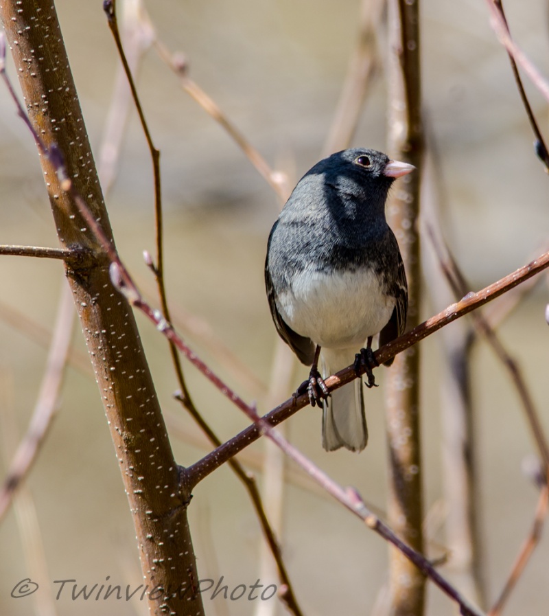 quelques prises au jardin botanique cet après-midi 000_5512