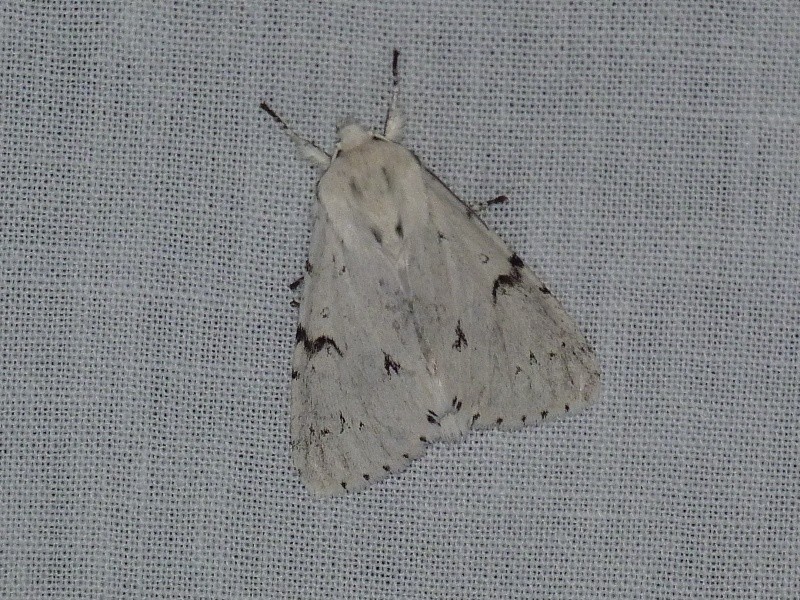 [Leucodonta bicoloria, Macrothylacia rubi mâle, Furcula bicuspus, Micro ??] Nuit du 29 mai; Acroni10