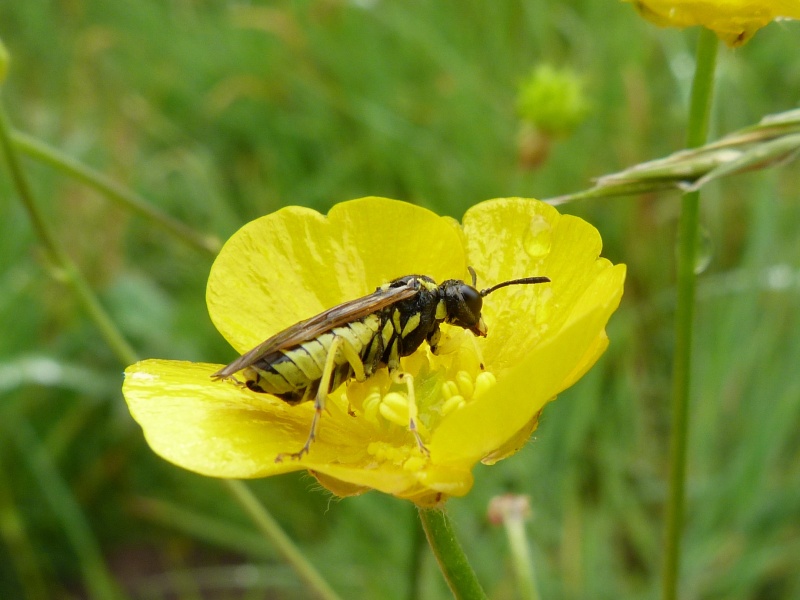 Hyménoptères, Fête de la Nature Conleau; Hymeno12