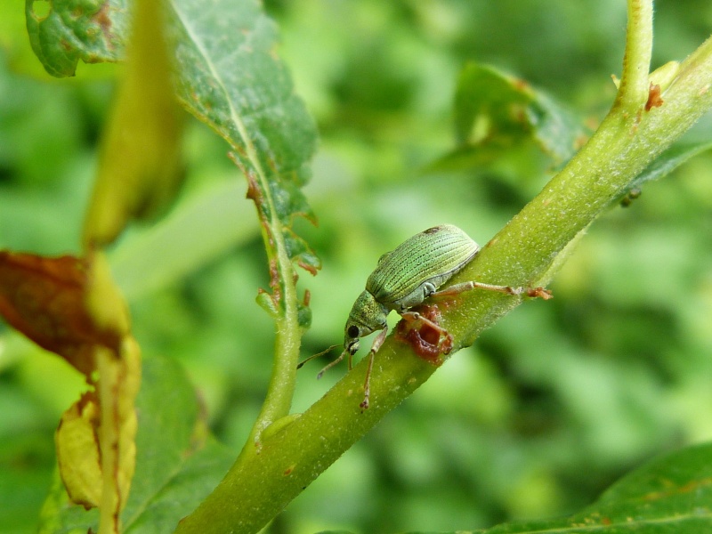 [Calvia decemguttata, Polydrusus formosus(=ceriseus), Cantharis fusca]  Longicornes ??  Charançon et Coccinelle FdN de Conleau; Polydr10