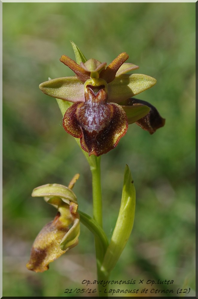 Ophrys aveyronensis × lutea Imgp7310