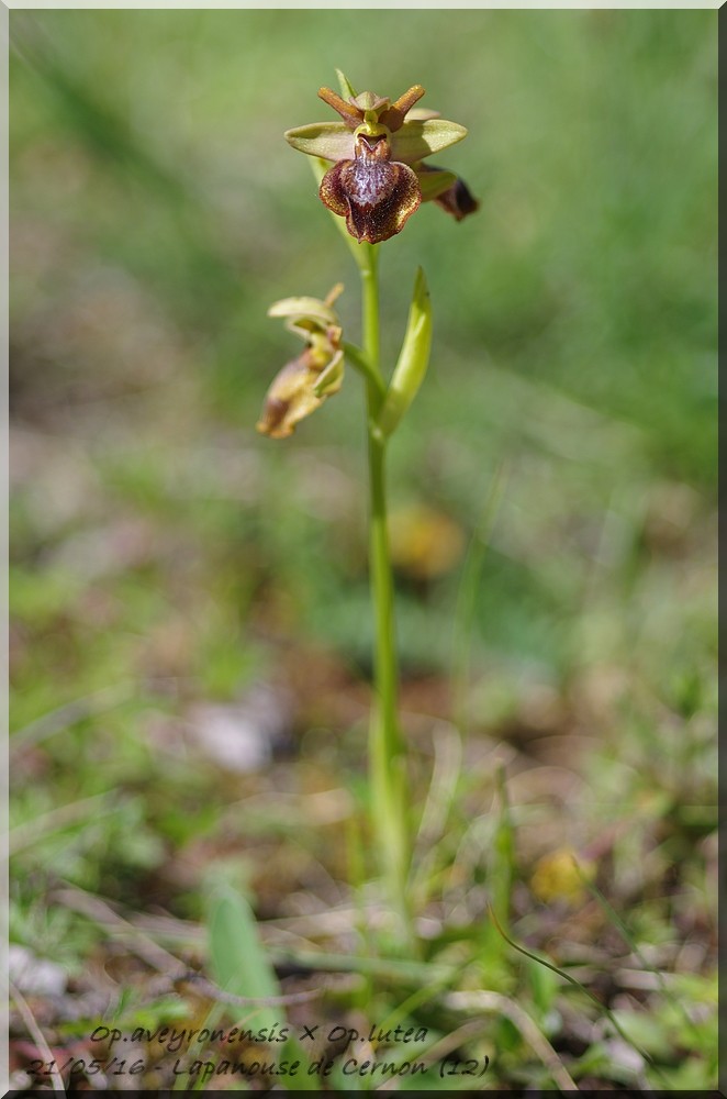 Ophrys aveyronensis × lutea Imgp7311