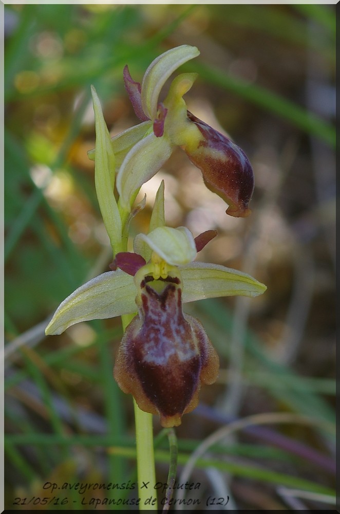 Ophrys aveyronensis × lutea Imgp7312