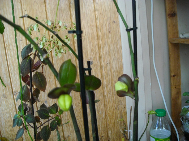 phalaenopsis Dscn5310