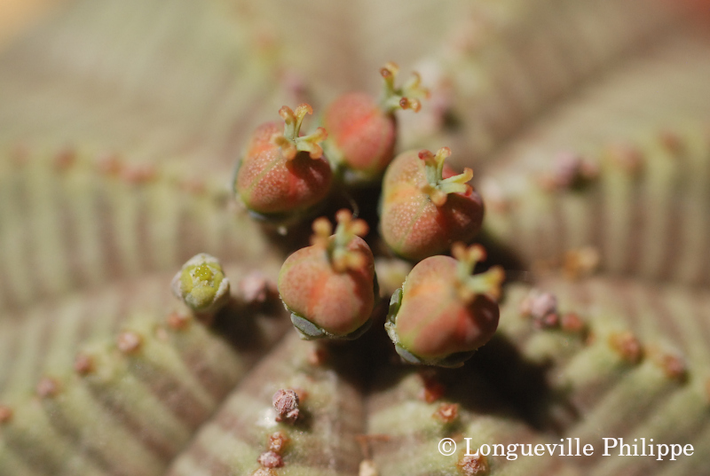 Euphorbia obesa - Page 8 Dsc_7532