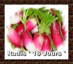 Radis de "18 jours" Radis10