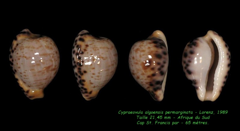 Cypraeovula algoensis permarginata Lorenz, 1989  Algoen10