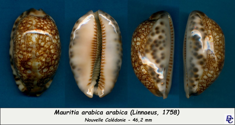 Mauritia arabica - (Linnaeus, 1758)  Arabic10