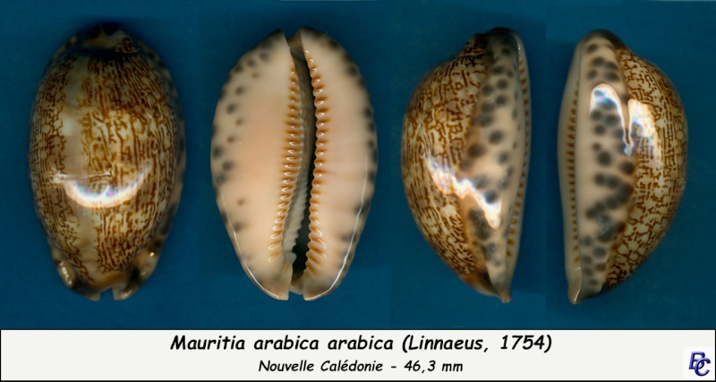 Mauritia arabica - (Linnaeus, 1758)  Arabic12