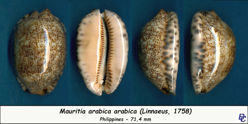 Mauritia arabica - (Linnaeus, 1758)  Arabic13