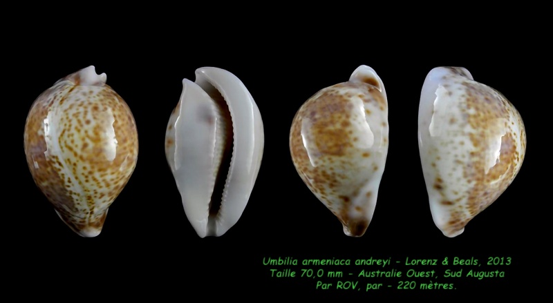 Umbilia armeniaca andreyi Lorenz & Beals, 2013 Armeni29