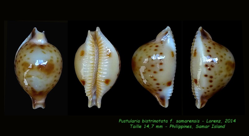 Pustularia bistrinotata f. samarensis Lorenz, 2014 Bistri10