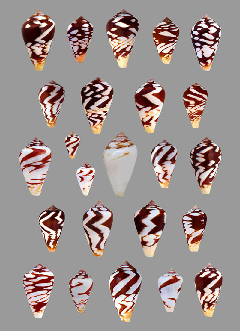  Conus (Lautoconus) mercator  Linnaeus, 1758 -  Variations planch Conus_10