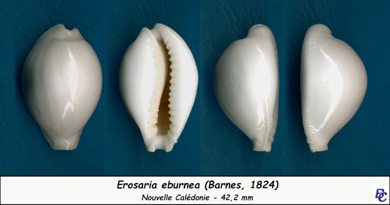 Naria eburnea - (Barnes, 1824) - Page 3 Eburne12