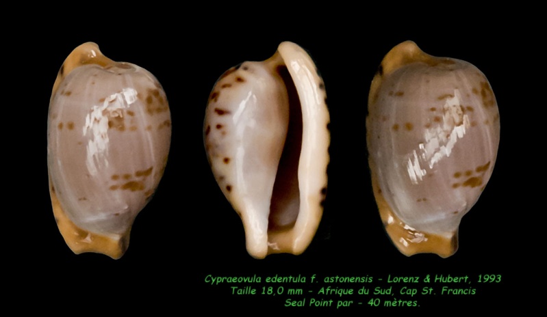 Cypraeovula edentula f. astonensis Lorenz & Hubert, 1993 Edentu10