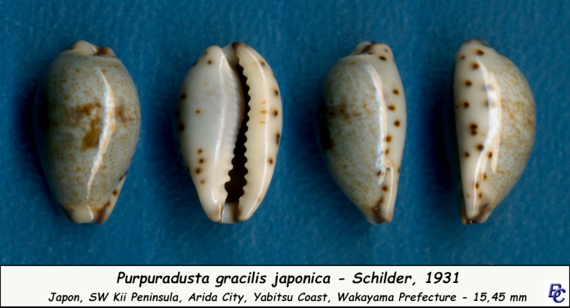 Purpuradusta gracilis f. japonica Schilder, 1931 Gracil10