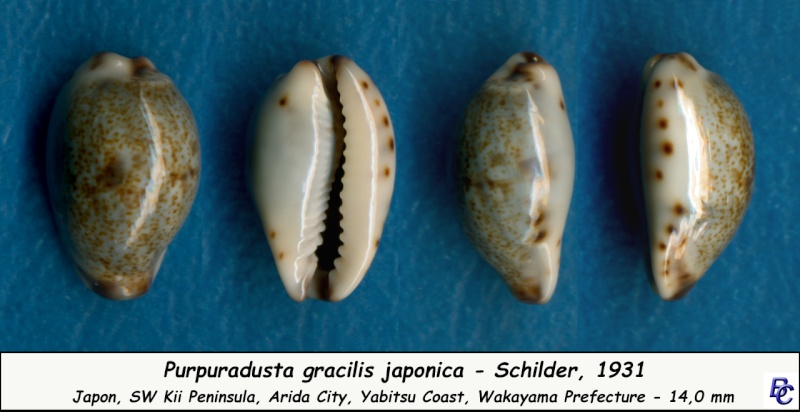 Purpuradusta gracilis f. japonica Schilder, 1931 Gracil11