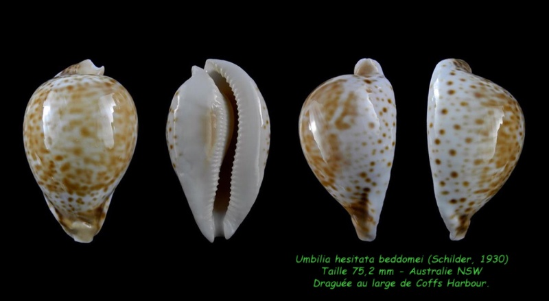 Umbilia hesitata beddomei F. A. Schilder, 1930 Hesita10