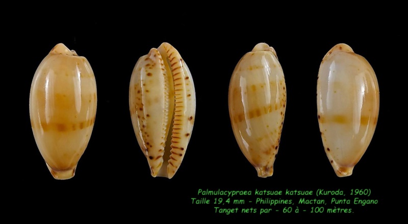 Palmulacypraea katsuae katsuae - (Kuroda, 1960) Katsua10