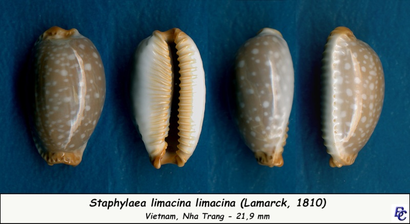 Staphylaea limacina - (Lamarck, 1810) Limaci11