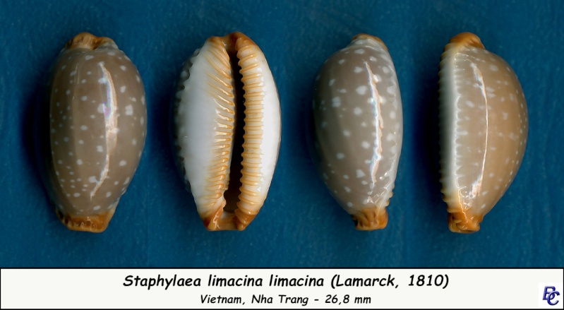 Staphylaea limacina - (Lamarck, 1810) Limaci12